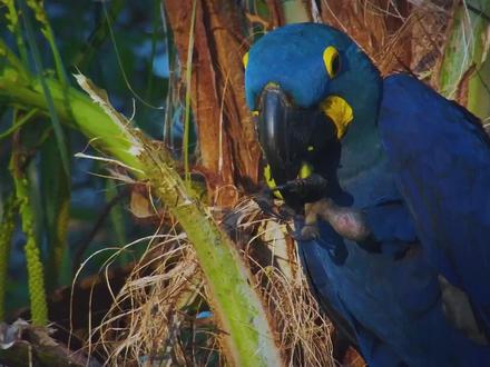 世界上最大的鹦鹉体长1米 紫蓝金刚鹦鹉 价值一套房仅剩1万只 #紫蓝金刚鹦鹉 #动物科普 #动物世界精彩解说 #动物纪录片解说 #神奇的动物在抖音