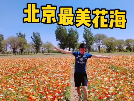 北京最美丽的花海!最漂亮!最大!
#旅行推荐官
#浪漫花海
#首农紫谷伊甸园
