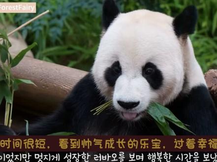 为了看乐宝而到韩国度蜜月的中国饲养员虞朗
所以我们的乐宝不是便宜老爹!一直有人从小疼爱着他
在乐宝三岁生日的时候,虞奶妈还在网上帮乐宝众筹了一个豪华滑梯。
爱宝乐园不扩建,福宝的回国流程正在办理中。
估计现在爷爷们还要为了福宝回国运输,训练福宝适应笼子里睡觉
#大熊猫福宝 #虞朗 #大熊猫乐宝 #治愈 #萌宠出道计划