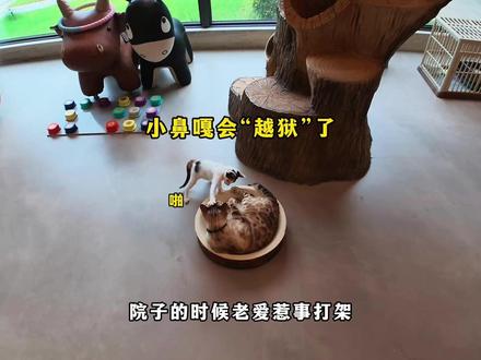 新捡的两个小家伙有名字啦! #猫咪小院 #小锋小志 #猫咪小院的日常