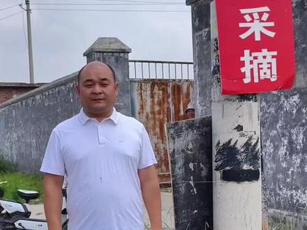 亲手采摘,指尖染紫,不负舌尖美味#桑葚熟了