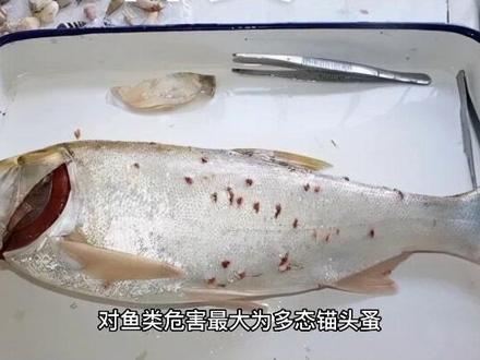 鱼类养殖中锚头蚤种类都有哪些?#知识分享 #鱼虾蟹养殖 #水产养殖 #养殖小妙招