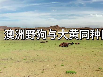 【知了看历史】从澳洲野狗与中华田园犬同种同源的思考?