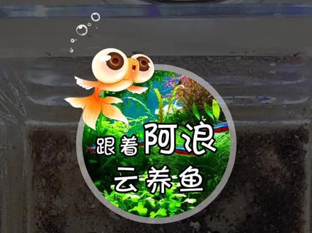 #魔法鱼 #魔法鱼的孵化 #阿浪的魔法鱼成长记录 #草履虫 #阿浪养鱼 来咯!