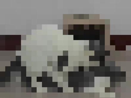 给大家出一期猫咪配种的保姆级实操教程,希望对大家有所帮助……#猫咪配种 #宠物科普 #经验分享