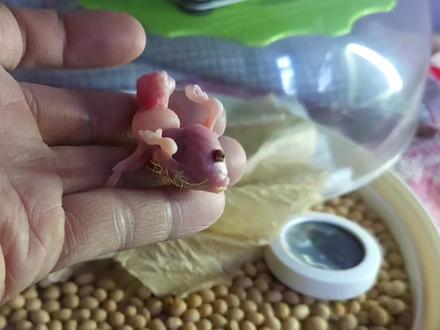 玄凤排除嗉囊空气#玄凤 #鹦鹉 #玄凤鹦鹉