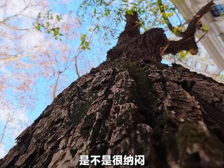 拒绝翻车!Action 6 正确设置指南,刷到就存 Action 6拍出来糊?别刷教程了,跟我一次设置到位!
1️⃣ 下滑屏幕开“高码率”,清晰度直接升级
2️⃣ 上滑设置4K 60帧(灯光闪烁切50帧)
3️⃣ 防抖选「超强增稳」,视角用「标准」不变形
4️⃣ 开启Pro模式,ISO锁100-6400,光圈固定F2.8
5️⃣ 图像调节:纹理+1、去噪+1,画面更干净
6️⃣ 色彩选D-Log M,记得打开“预览还原”
调色只需3步:对比度+20左右、饱和度+10左右、锐度+15左右,灰片导入自动还原再调色~
导出前注意选对分辨率,选喜欢的水印,高清大片轻松到手!
收藏设置,下次直接拍✨
别再乱调了!Action 6“电影感”参数,这一篇锁死!
#大疆 #大疆action6 #运动相机 #调色教程 #action6