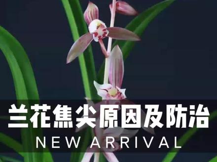 兰花焦尖的原因及解决办法#兰花 #兰花种植 #兰花焦尖 #来抖音学农技 #新农人 @DOU+小助手 @抖音小助手 @添雨兰苑