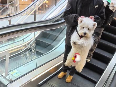 第一次见到这么多西高地!! #西高地jojo #西高地白梗