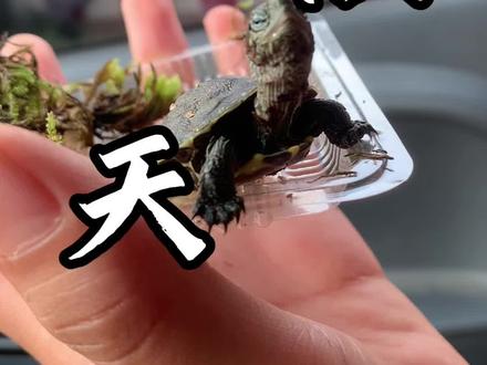 刚花4块5买的乌龟好好外向…#养龟日常 #我的生活日记