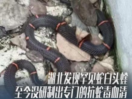 湖北发现罕见剧毒蛇白头蝰,至今没研制出专门的抗蛇毒血清