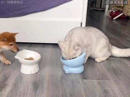 猫善被狗欺,猫和狗玩不到一起果然是有原因的 #猫咪 #狗狗 #猫咪无语 #狗子的迷惑行为 #看一遍笑一遍
