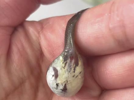 #孔雀鱼生产 #养鱼日记 #孔雀鱼 #奇妙的动物 这条鱼妈妈遭了2个月的罪,生不下来鱼宝宝,今天我来给它接生了。