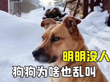 明明没有人,狗狗为啥也会对着空气乱叫?真看到什么东西了?#狗狗