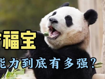 大熊猫福宝的学习能力到底有多强?福宝有多聪明?#福宝 #大熊猫福宝 #福宝和爷爷 #爱宝 #大熊猫