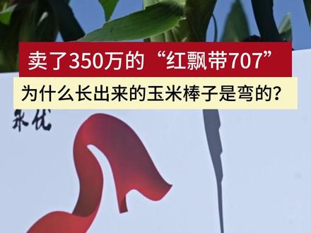 卖了350万的“红飘带707”,为什么长出来的玉米棒子是弯的?#玉米 #玉米品种