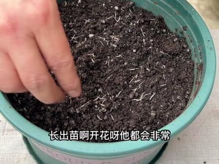波斯菊又名格桑花#波斯菊种子种植方法#波斯菊 #种子