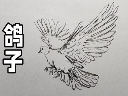 鸽子简笔画,你会画鸽子吗?#画画#绘画#手绘速写