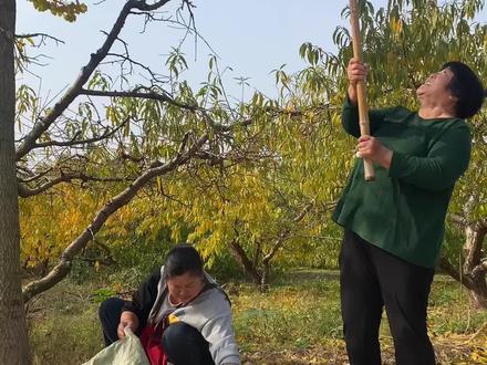 听说这个一天只能吃五六个,吃多了不行,糯糯的微苦,超级好吃😋