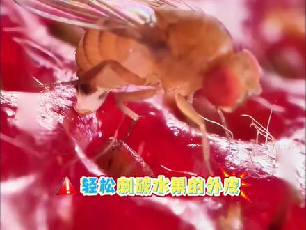 这可不是普通的苍蝇,它可是专门挑选新鲜完好的水果下手的斑翅果蝇。它尾巴自带锋利的产卵器,轻松刺破水果的外皮,神不知鬼不觉把虫卵产金果肉内部。虽然幼虫无毒,吃到会感觉恶心,但可能引起肠胃敏感者的不适。果蝇喜欢栖息在腐烂水果、垃圾桶等肮脏环境,体表和肠道可能携带大肠杆菌等病原体。如果它们落在干净食物上,可能导致腹泻、食物中毒等风险。如何彻底消灭果蝇呢?重点是清除腐烂水果、清理下水道和垃圾桶,保持干燥。如果家中果蝇数量颇多,可使用这款果蝇专用杀虫剂,可快速有效的杀死它们#不是苍蝇 #果蝇 #果蝇幼虫 #果蝇防治方法 #果蝇杀虫剂
