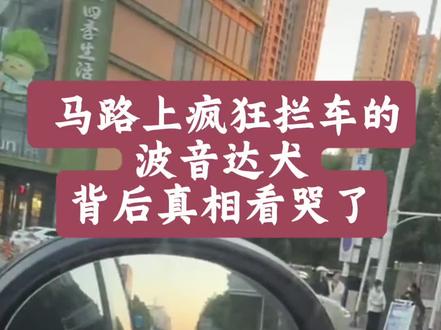 马路上疯狂拦车的波音达犬,背后真相看哭了 #石家庄 #金宝 #狗狗故事 #波音达犬 #大众ID6
