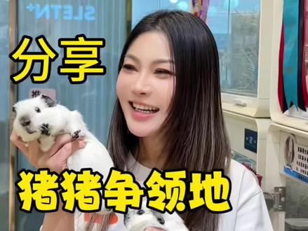 公猪同笼总打架?一招搞定#有绝招 #荷兰猪豚鼠 #天竺鼠车车 #北京荷兰猪实体店 #SLETN三里豚 @三里豚SLETN宠集