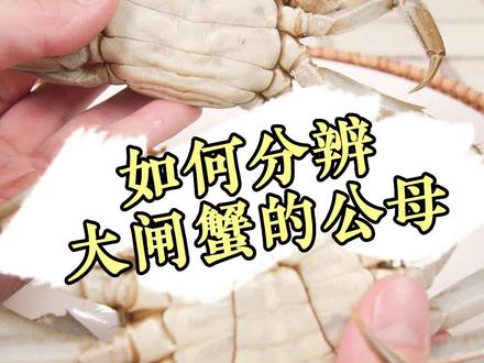 简单一招教你分辨母蟹和公蟹#秋后的大闸蟹顶盖肥 #阳澄湖大闸蟹 #螃蟹