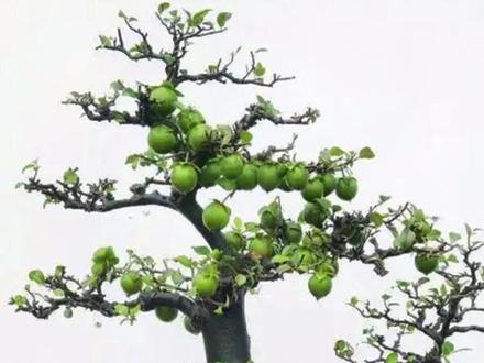 金弹子1.2.3级枝识别与畜养#金弹子 #金弹子盆景