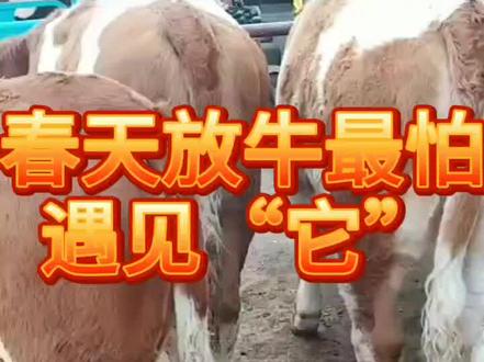 放牛的最怕遇见它。#我要上热门 #抖音小助手