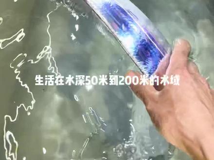 带鱼到底能不能人工养殖?#渔民生活实拍 #海钓带鱼 #抖音海鲜推荐官 #带鱼 #活带鱼真的太惊艳了