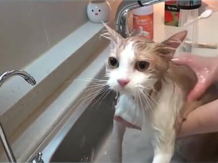 洗澡时,千万不要给猫咪洗脸?#猫洗澡