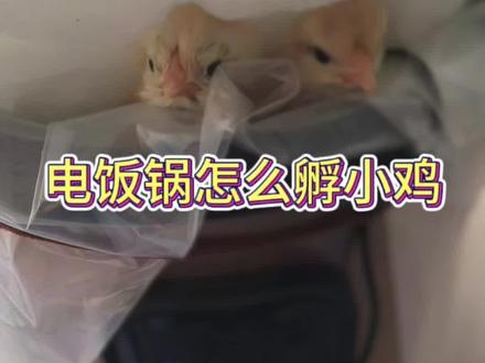 最近呼声很高的电饭锅孵小鸡详细流程来了#人工孵化 #电饭锅孵小鸡 #孵小鸡 #每天跟我涨知识