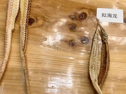 懂海龙了吗?不懂海龙