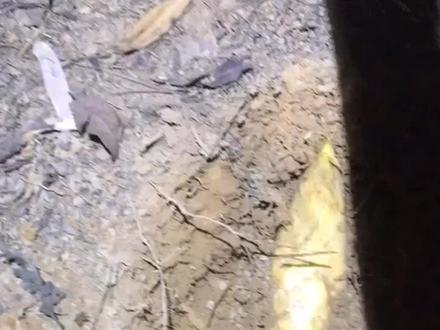 淘宝卖探笋仪的良心何在#大自然