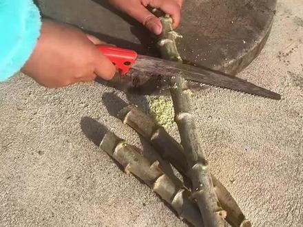 #农业种植 #正宗广西华南九号9号黄心黄肉木薯种子苗可做糖水面包食用木薯@抖加🔥上热门🔥dou+🔥热点宝