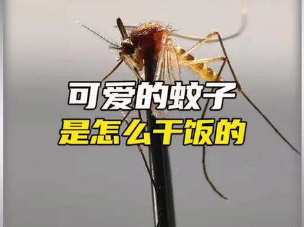 你看完这个视频,还觉得蚊子可爱吗?#冷知识 #科普 #未解之谜 #蚊子