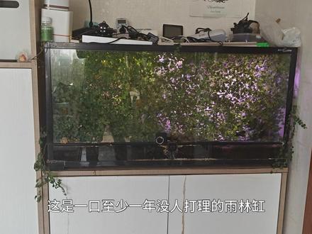 一年没打理过的雨林缸开盲盒 #雨林缸 #造景