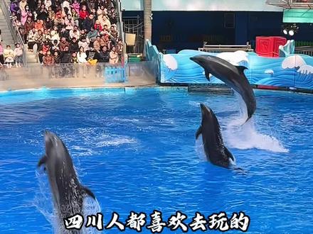 海洋公园妇女节门票来啦,98就能玩一整天耶~#把春天搬进海洋里
#成都极地海洋公园
#海合安文旅#妇女节#周末去哪儿