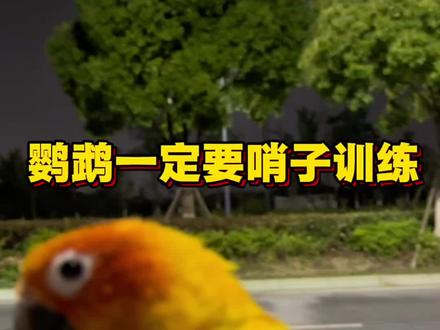 请一定一定观看完,鹦鹉一定要训哨子,防止走丢,丢鸟找到几率提高百分之80#鹦鹉 #鹦鹉日常 #手养鹦鹉 #玄凤鹦鹉 #萌宠