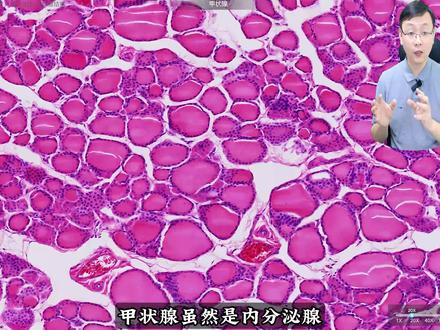甲状腺位置、形态与功能;甲亢、甲减、结节从大体到微观。 #甲亢 #甲状腺结节 #抖出健康知识宝藏 #复工健康指南 #新年囤点专业货