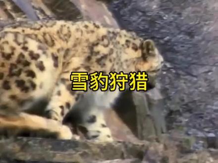 雪豹狩猎岩羊#野生动物零距离#雪豹#岩羊#内容启发搜索