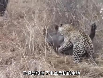 疣猪开启大招,一战封神对抗花豹跟鬣狗,最后还能完美逃脱#动物世界 #奇妙的动物 #神奇动物在抖音 #动物世界 #野生动物