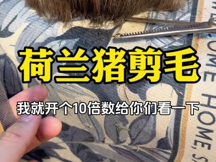 荷兰猪发型师上线#荷兰猪 #天竺鼠车车 #仓鼠