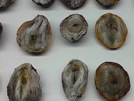 它们身上的尿垢堪比黄金#科普 #涨知识 #麝香