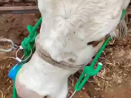 牛胃强磁取铁#兽医 #取铁