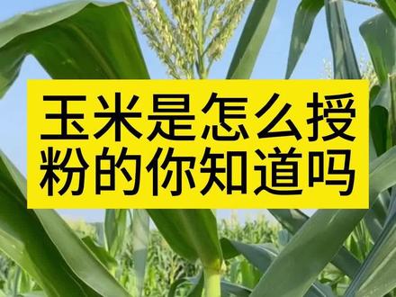 玉米是怎么授粉的你知道吗#玉米 #玉米种植#玉米授粉