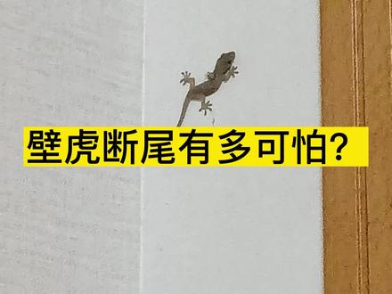 你们见过壁虎断尾吗?怎么驱赶壁虎?#壁虎 #居家好物 #好物推荐🔥 #抖音小助手