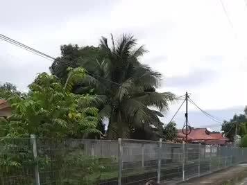 马来西亚的四脚蛇是一只比一只还大条,这只都要追上鳄鱼的身材了#马来西亚 #四脚蛇 #野生动物 #人与动物和谐共处 #奇妙的动物 #动物