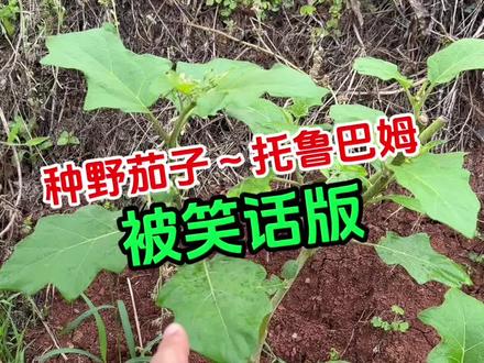 受赠~托鲁巴姆 买托鲁巴姆被笑话啦,今天再发一条,你们笑声小点🙄 #野茄子 #托鲁巴姆 #托鲁巴姆砧木