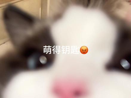 留守小咪见到主人竟然……!
#布偶猫 #留守猫咪的家长已到家 #留守猫咪都怎么样了 #留守猫 #猫咪日常